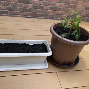 夏野菜の苗植え